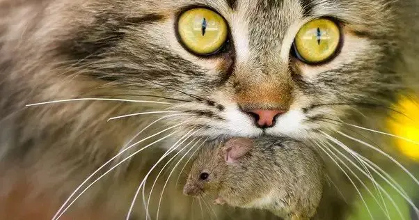 Cat with dead mouse