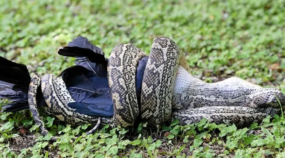 Snake eating crow