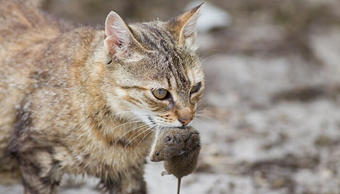 Why cats eat head off the mouse