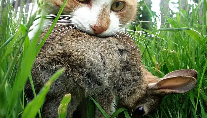 Why cats eat head off the rabbits?