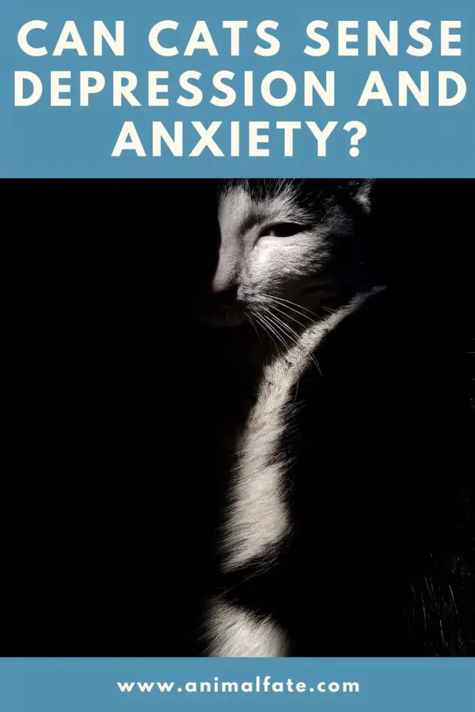 Can Cats Sense Depression and Anxiety? (How They Act?) AnimalFate