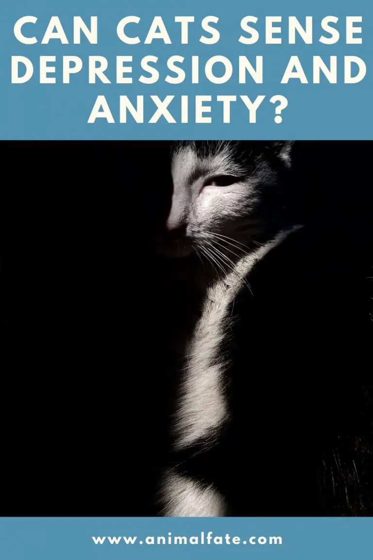 can cats sense depression and anxiety