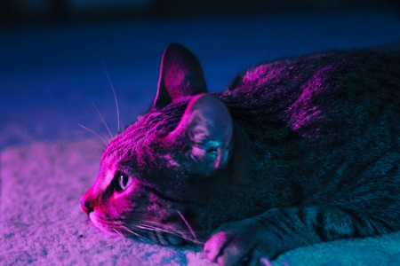 can cats sense illness in humans