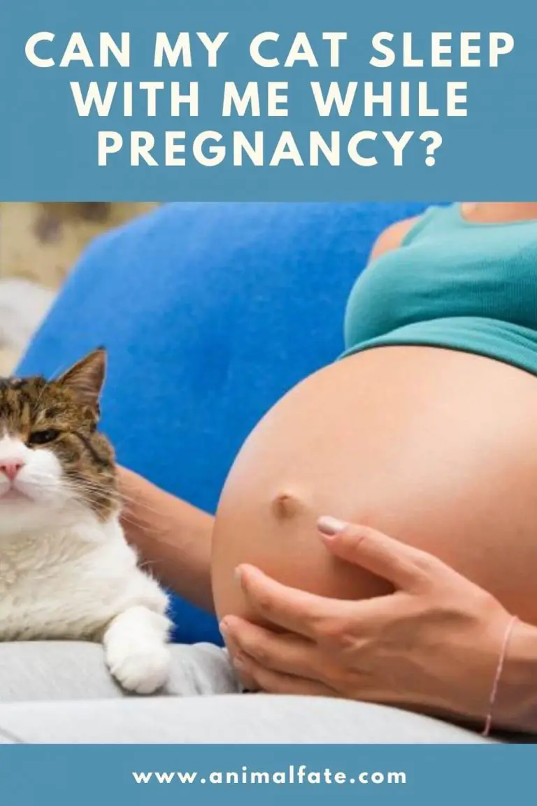 can my cat sleep with me while pregnant