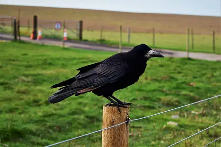 crow siting on the fence