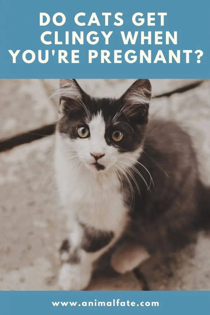 Do Cats Get Clingy When You Are Pregnant? (Is It 100?) AnimalFate