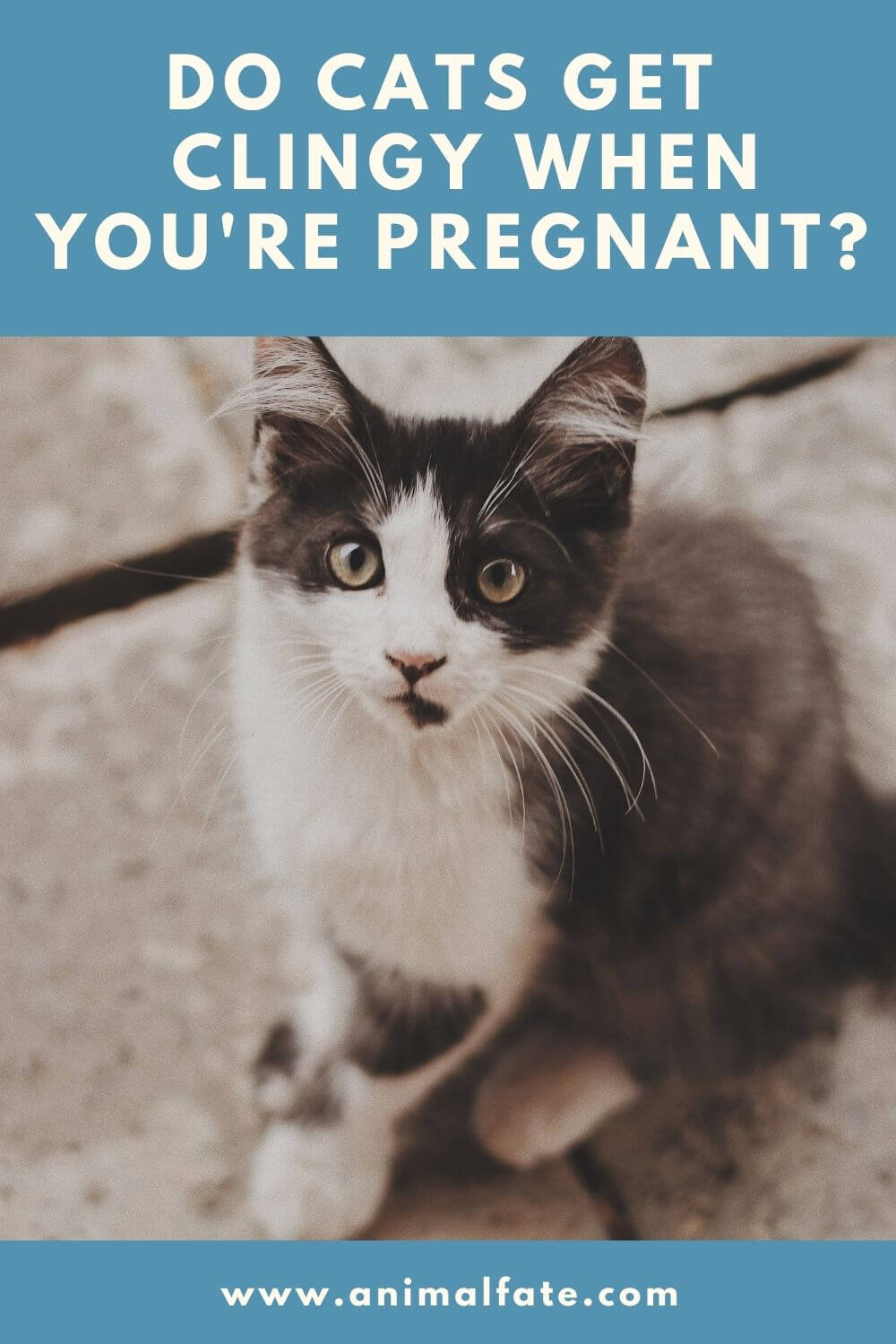 do cats get clingy when you're pregnant