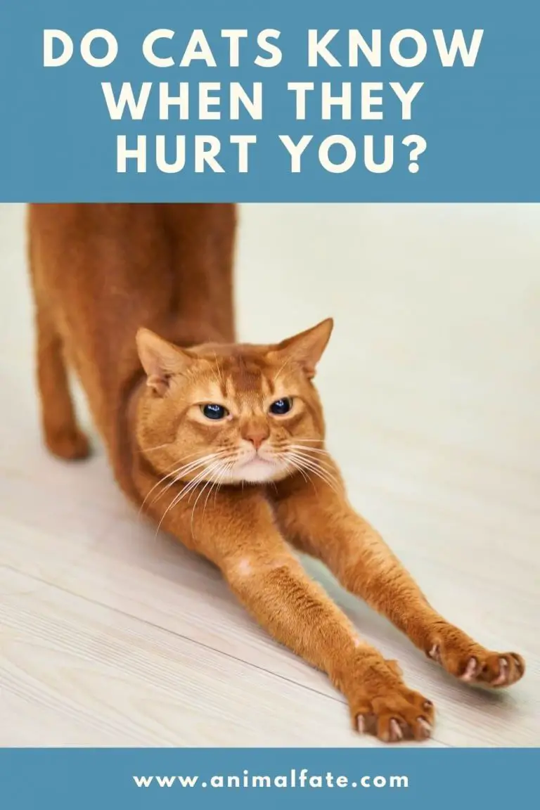 do cats know when they hurt you