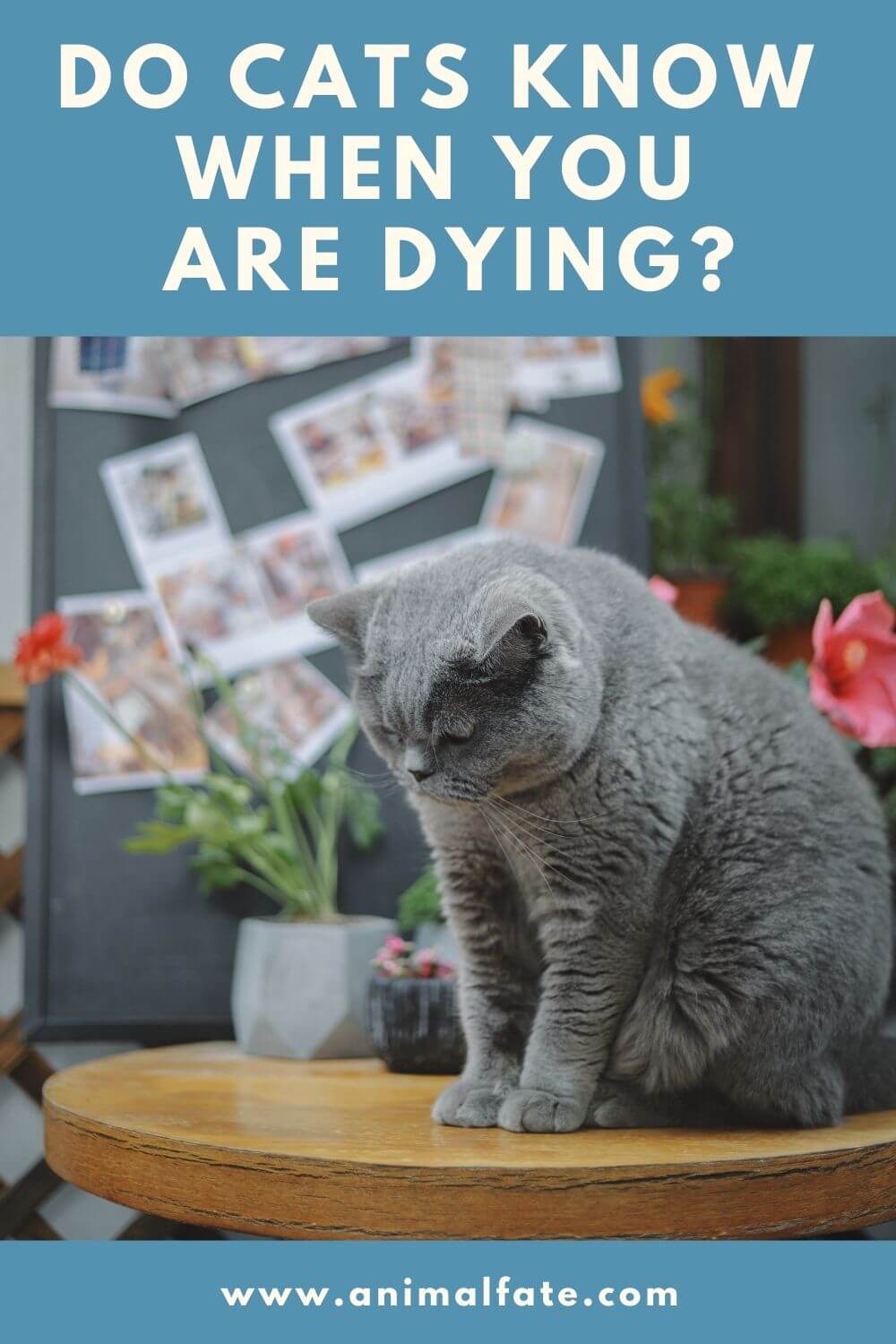 do cats know when you are dying