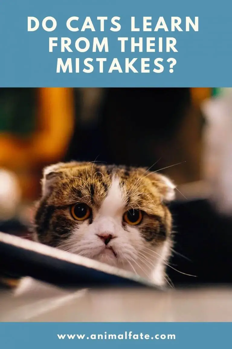 do cats learn from their mistakes