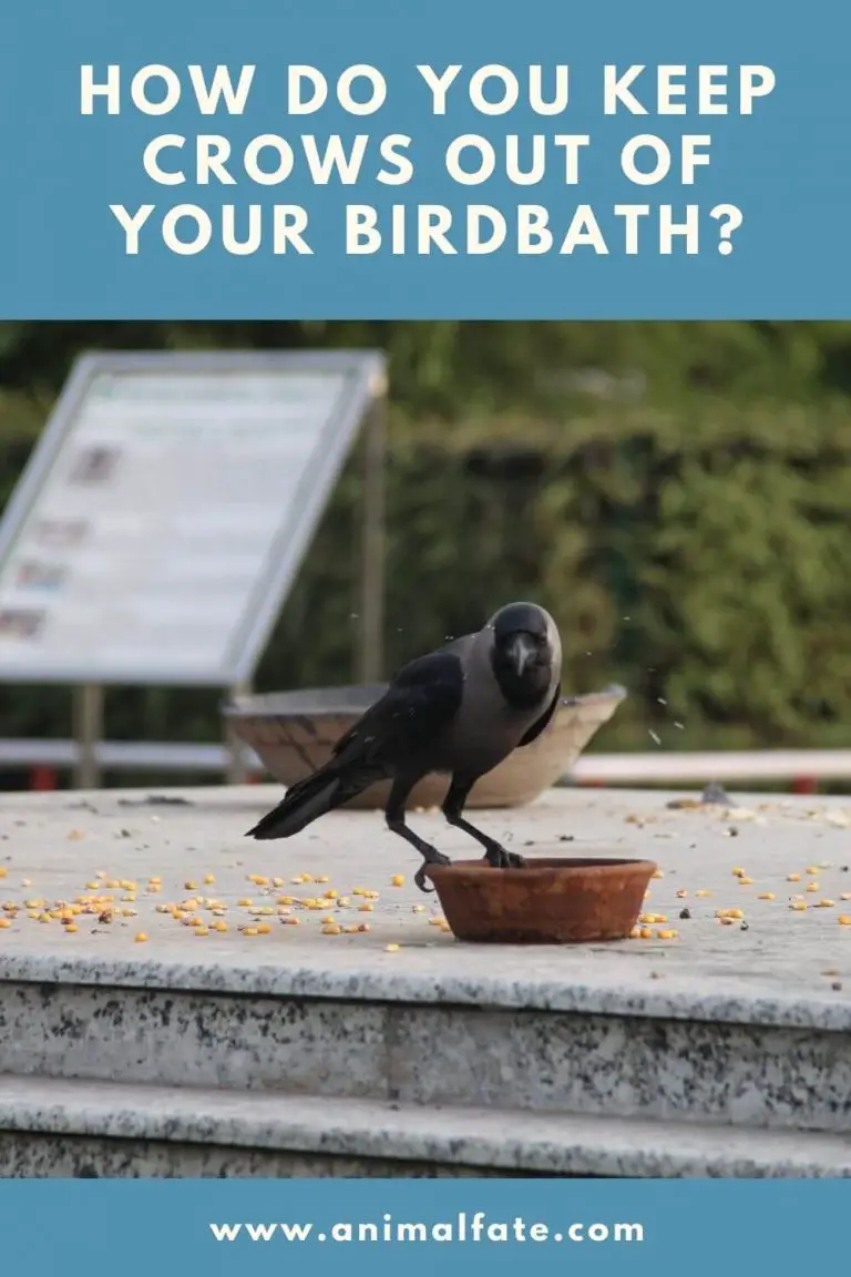 how do you keep crows out of your birdbath