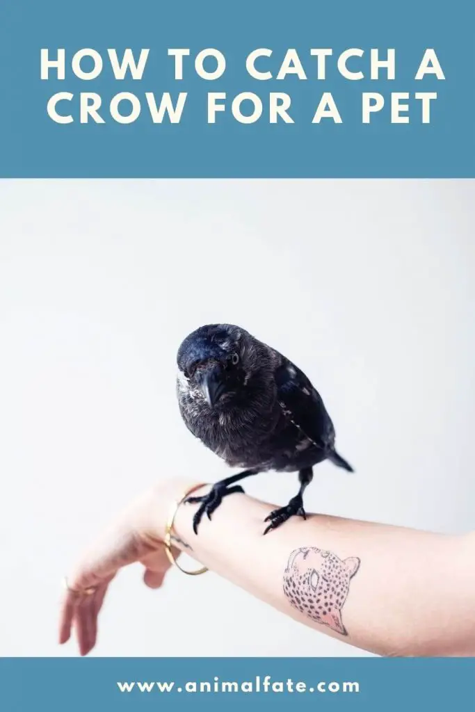 How to Catch a Crow for a Pet (Is It Legal?!) AnimalFate
