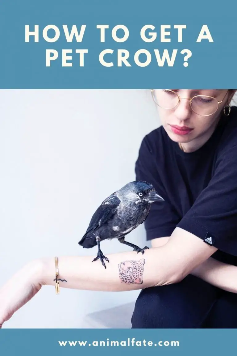 how to get a pet crow