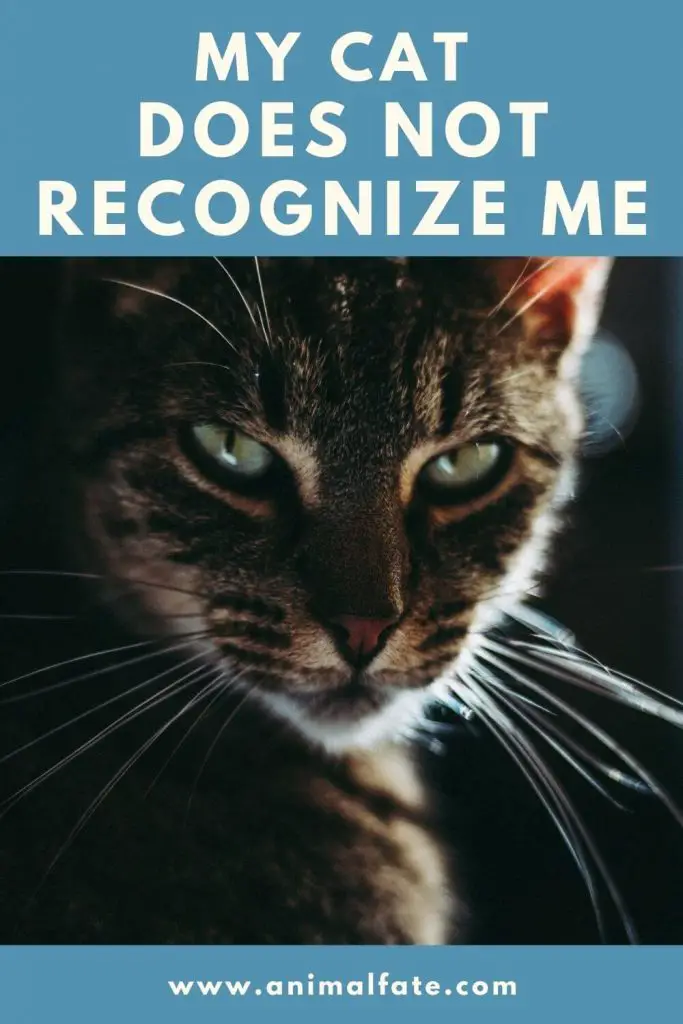My Cat Does Not Recognize Me. (What Should I Do?) AnimalFate