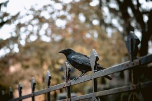 Do Crows Like Shiny Things? (And Do They Steal Them?) - AnimalFate