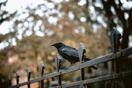 what attracts crows to an area