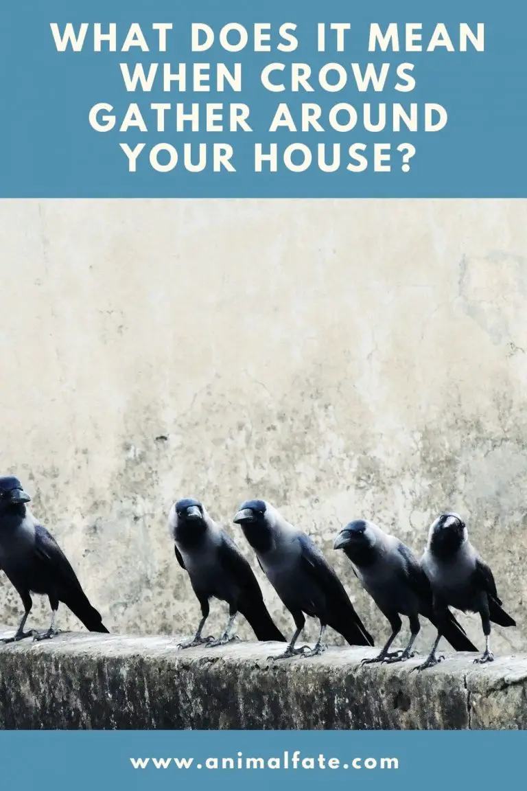 what does it mean when crows gather around your house