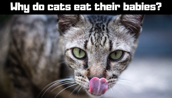 why do cats eat their babies