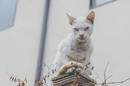 angry looking cat