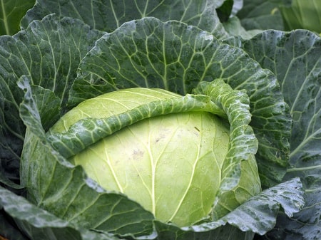 cabbage