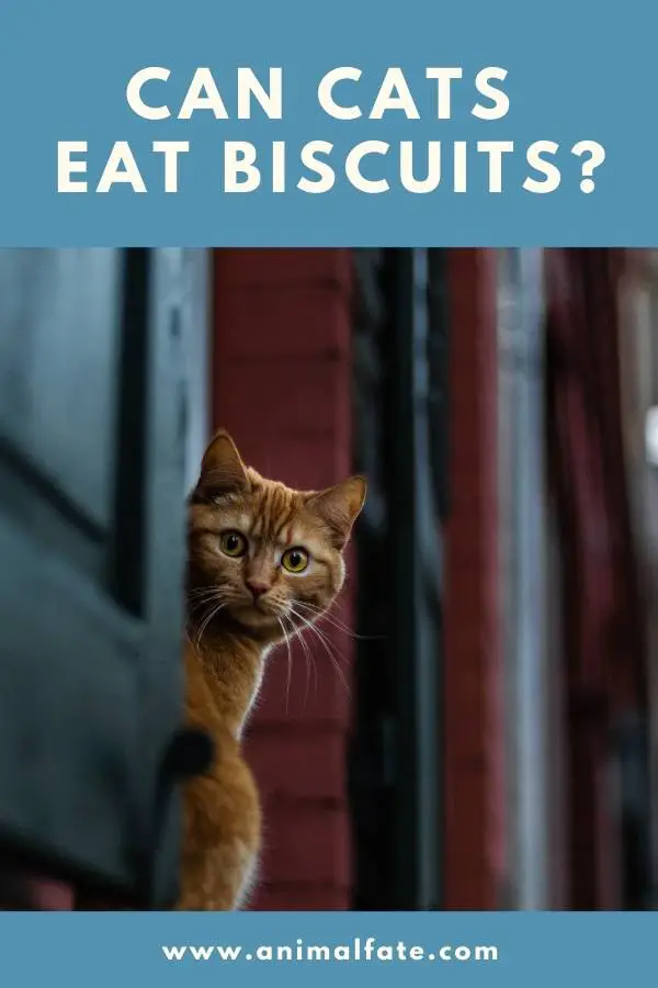 can cats eat biscuits