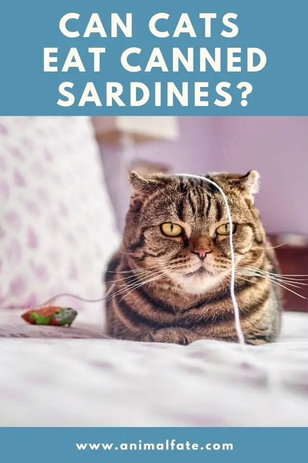 can cats eat canned sardines