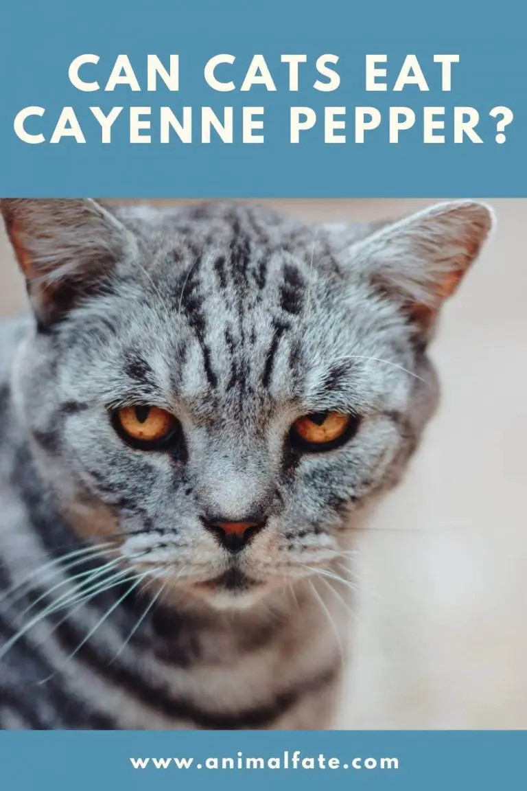 can cats eat cayenne pepper