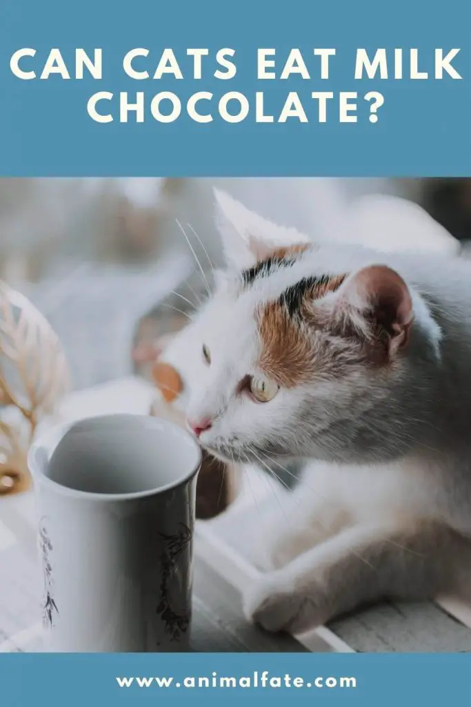 Can Cats Eat Milk Chocolate? (Warning!) AnimalFate