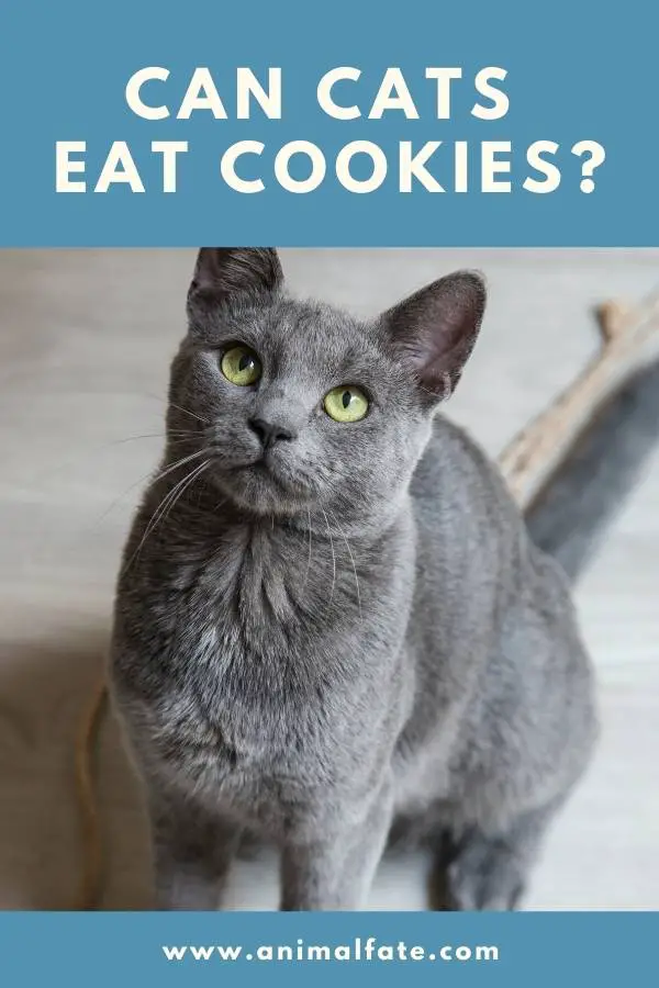 can cats eat cookies