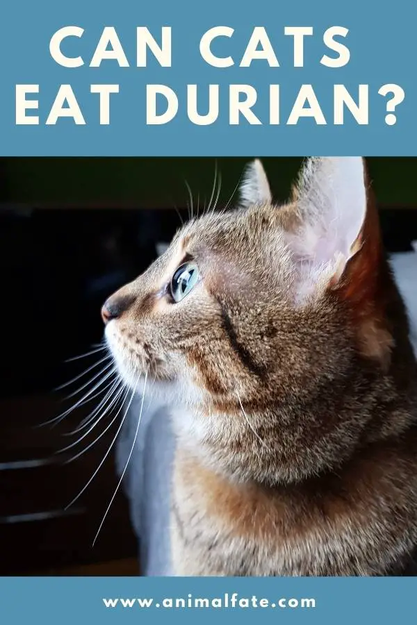 can cats eat durian