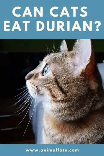 Can dog eat durian