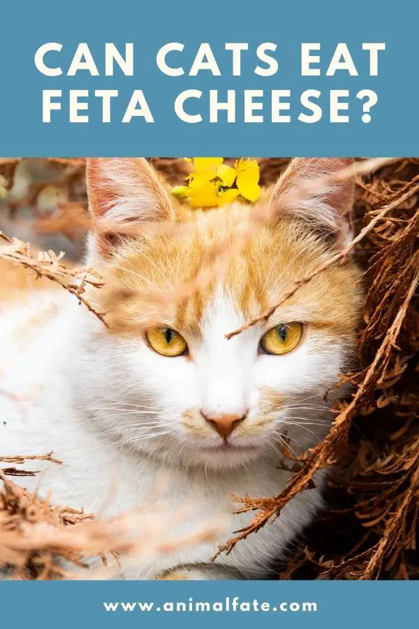 can cats eat feta cheese