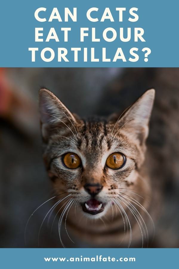 can cats eat flour tortillas