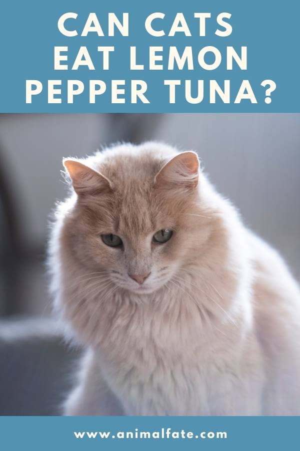 can cats eat lemon pepper tuna