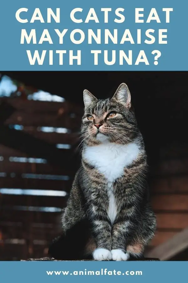 can cats eat mayonnaise with tuna