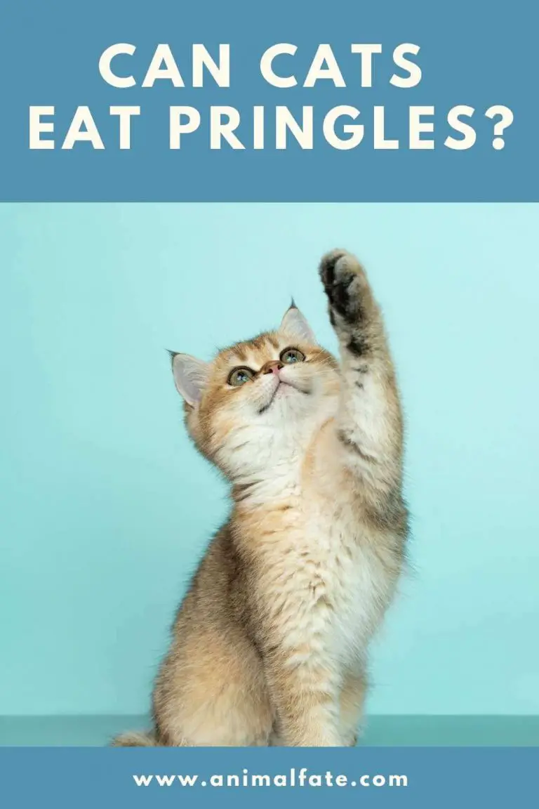 can cats eat pringles