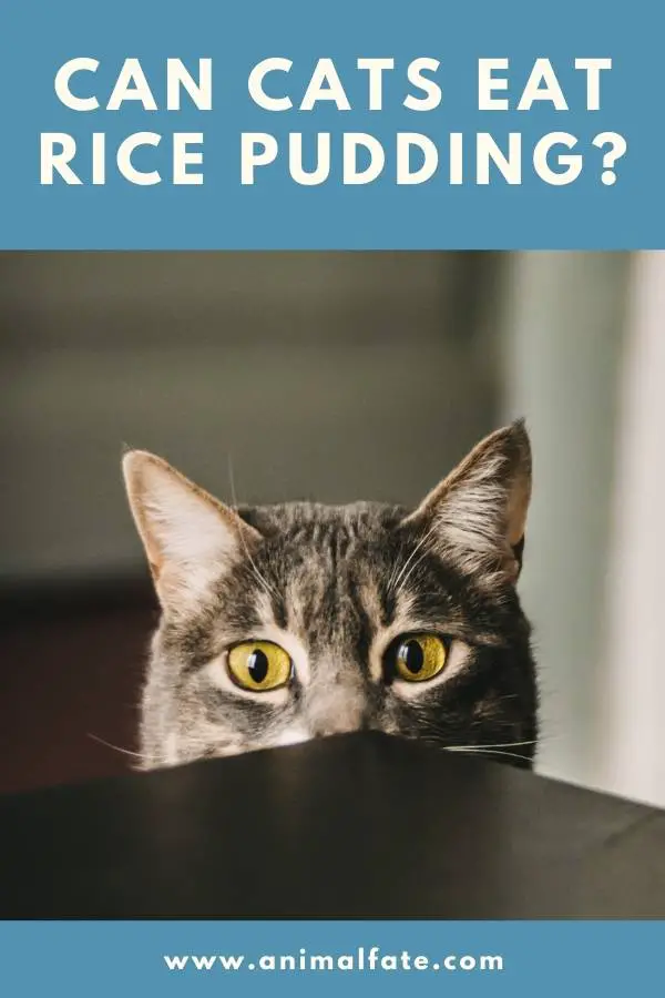 can cats eat rice pudding