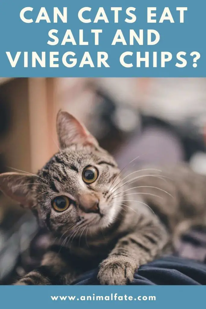 Can Cats Eat Salt and Vinegar Chips? (Crispy Secret) - AnimalFate