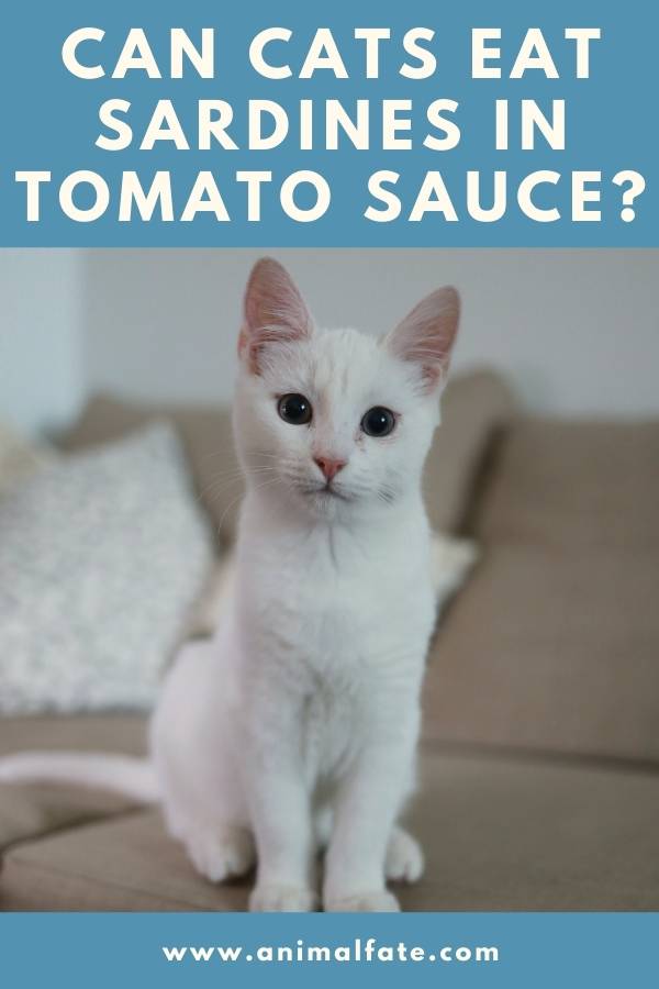 can cats eat sardines in tomato sauce