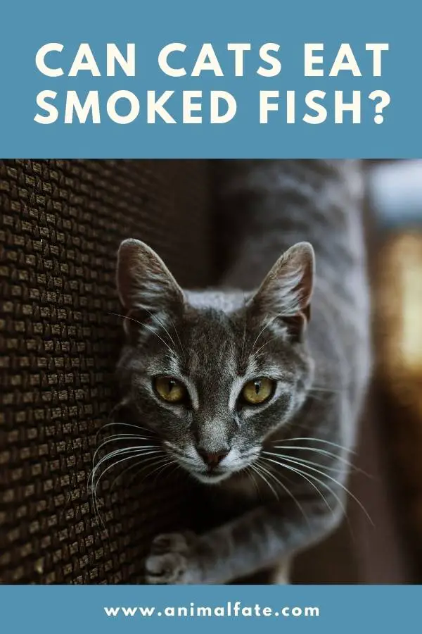 can cats eat smoked fish