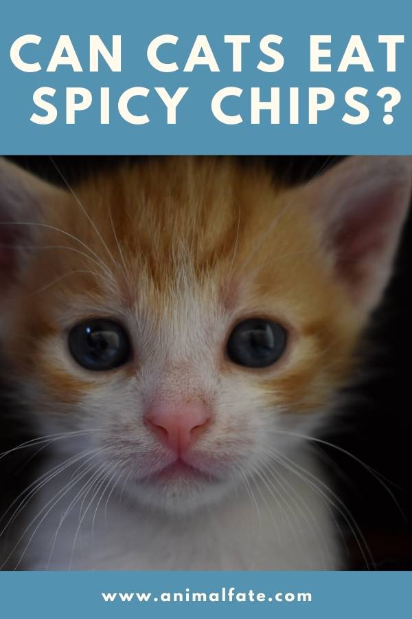 can cats eat spicy chips