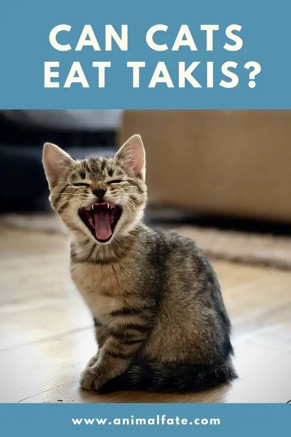 can cats eat takis