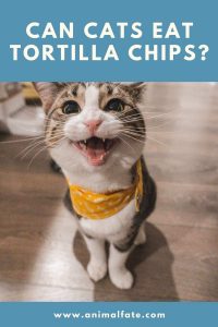 Can Cats Eat Tortilla Chips? (It's Not That Simple) - AnimalFate