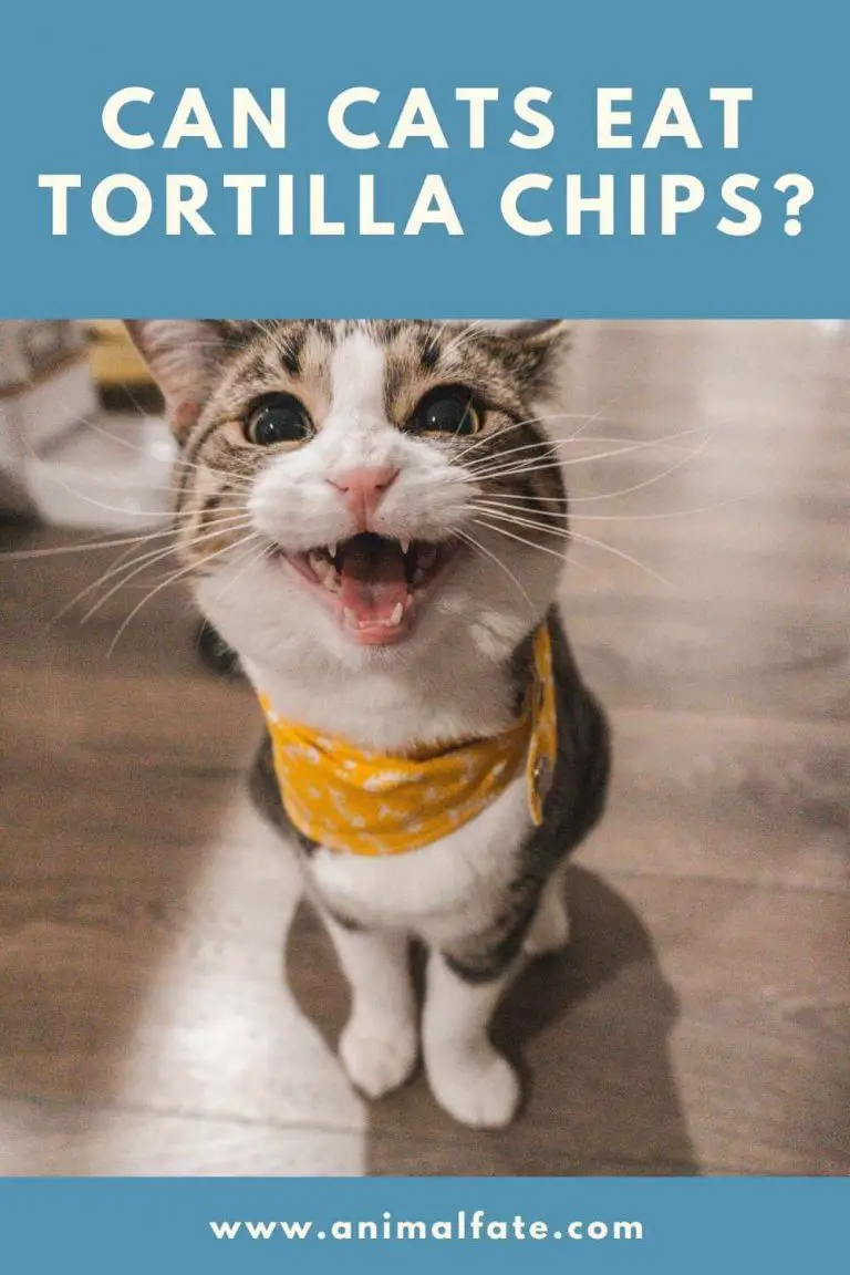 can cats eat tortilla chips