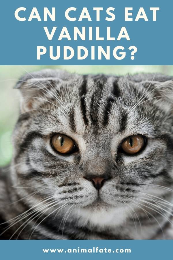 can cats eat vanilla pudding