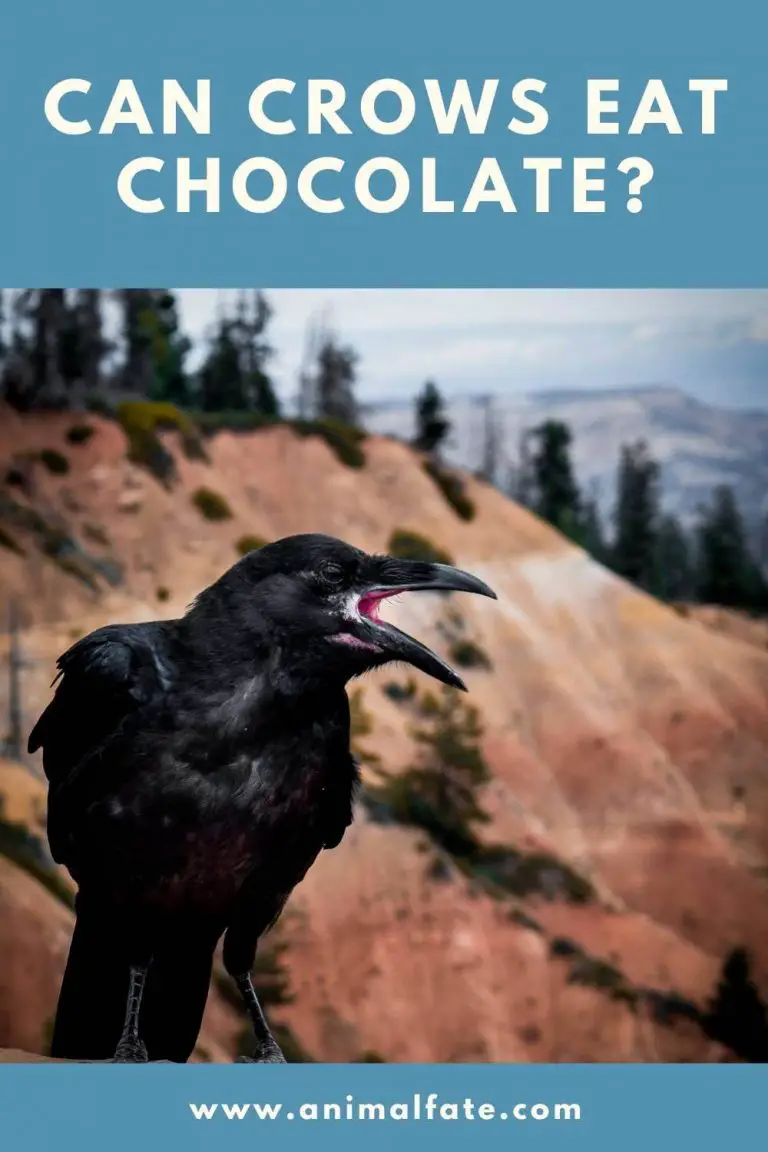 can crows eat chocolate