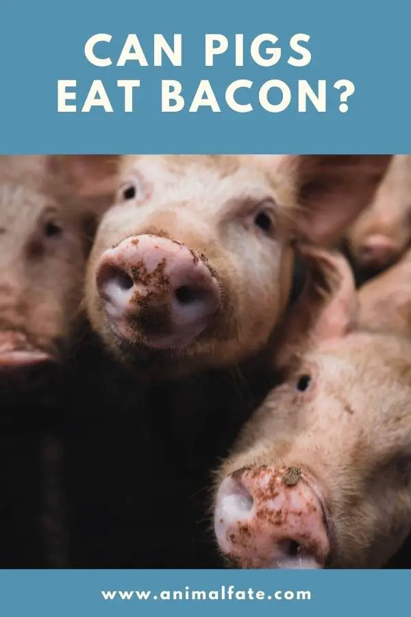 can pigs eat bacon