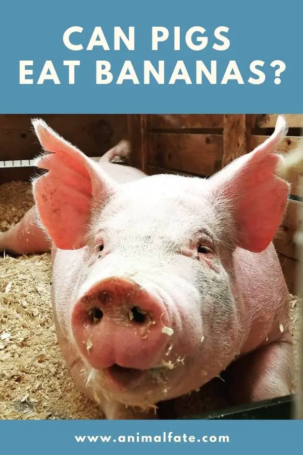 can pigs eat bananas