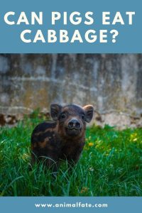 Pig eating cabbage