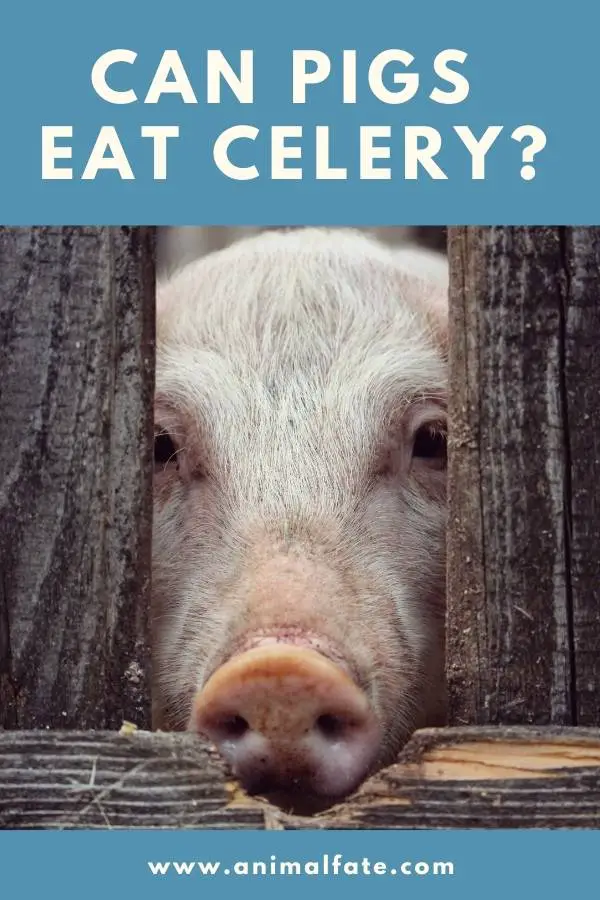 can pigs eat celery